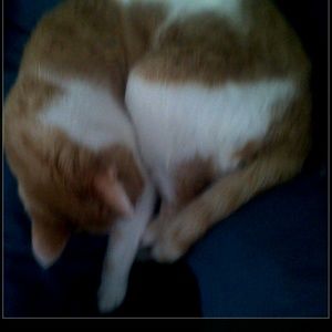 Meet your Posher, Joan e